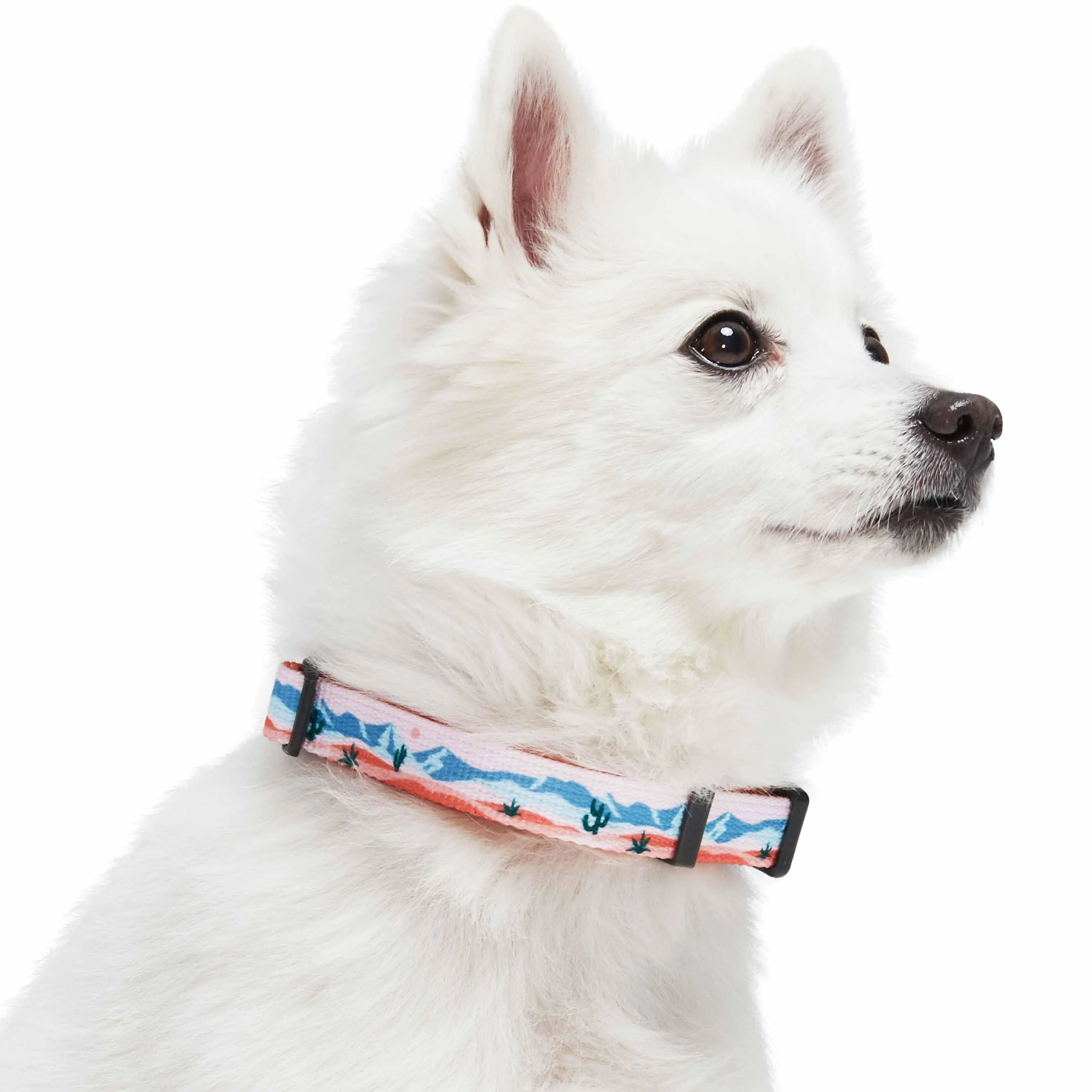 Blueberry Pet × Jackelyn Ho Variety Magic Box - 1 Dog Collar, 1 Yoga Stretch Strap & 3 Headbands