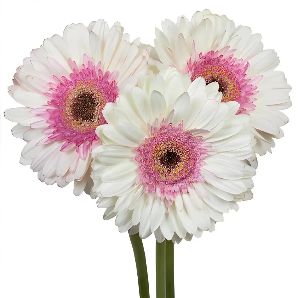 White with Pink Gerber Daisy Flower