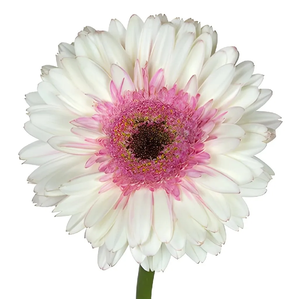 White with Pink Gerber Daisy Flower